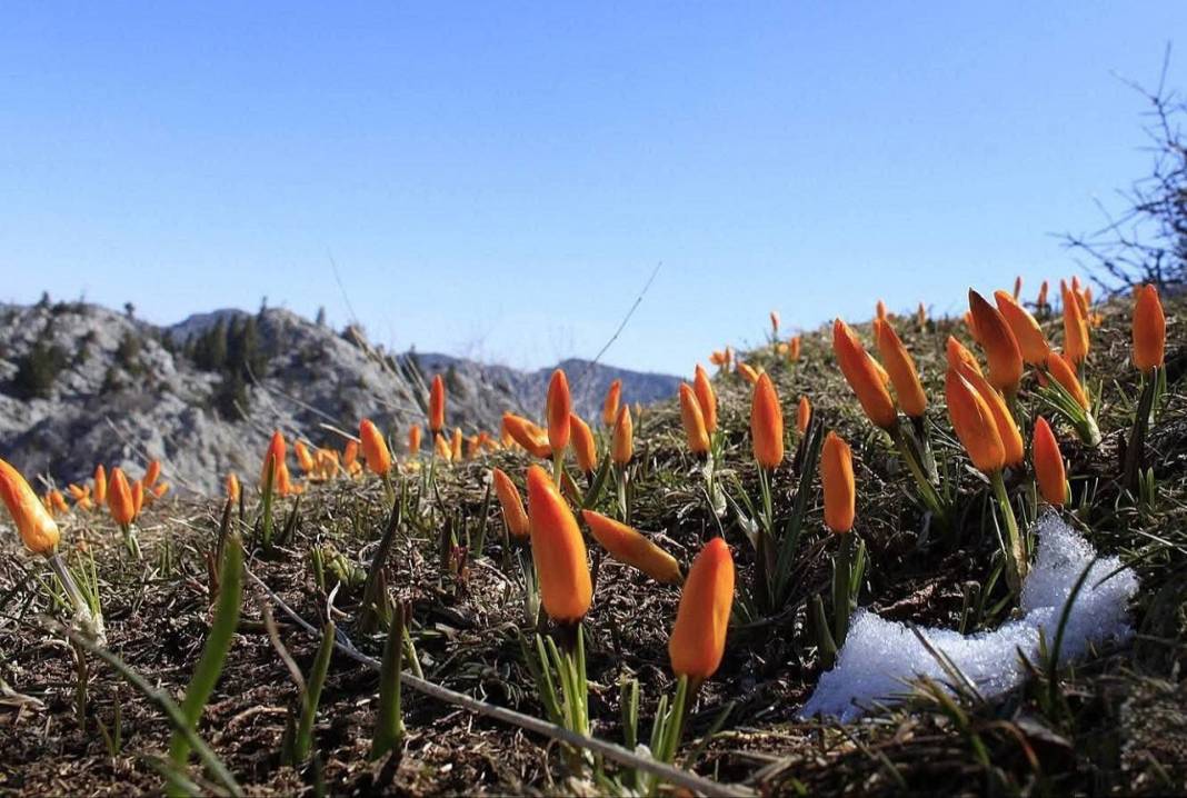 Konya’da Torosların eteklerinde çiğdemler açtı! 2