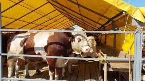 Kurban Bayramı’na 90 gün kala Konya’da kurbanlıklar satışta! İşte kurbanlık fiyatları… 5