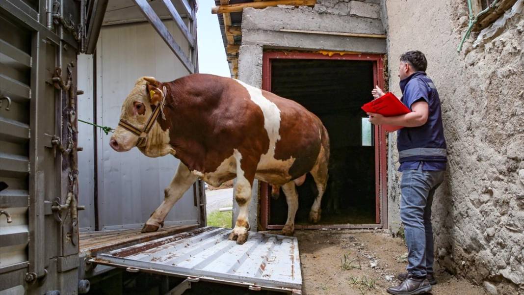 Kurban Bayramı’na 90 gün kala Konya’da kurbanlıklar satışta! İşte kurbanlık fiyatları… 8