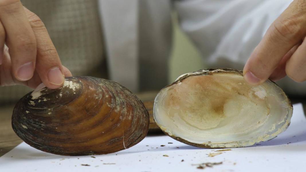 Midye canınızı tehlikeye atabilir! İşte bilmeniz gerekenler... 7