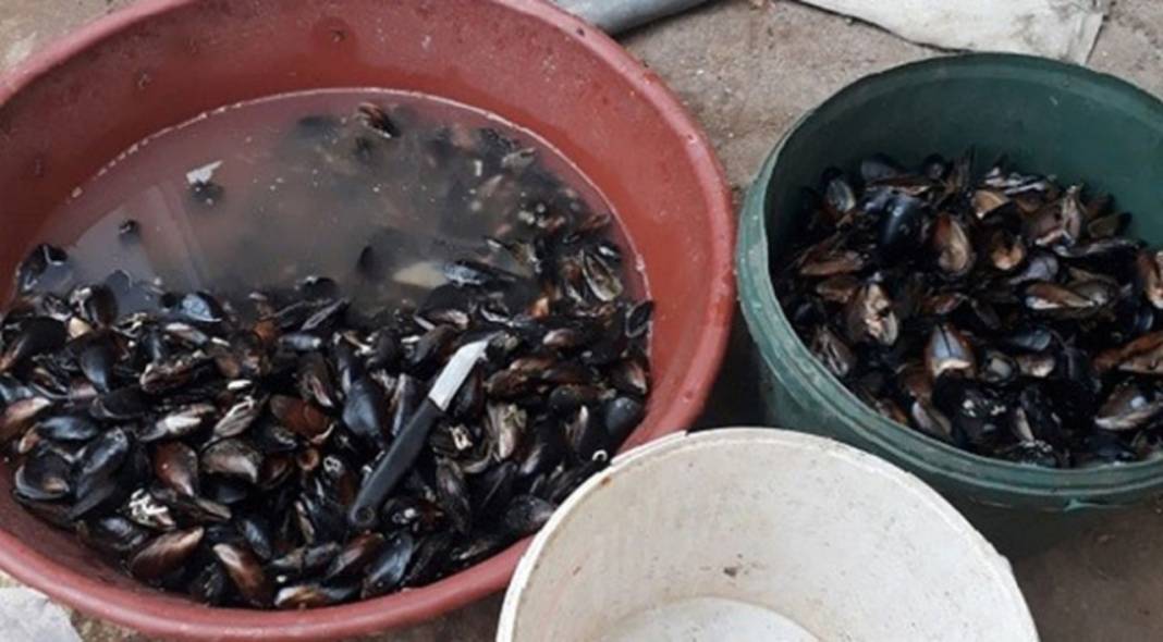 Midye canınızı tehlikeye atabilir! İşte bilmeniz gerekenler... 5