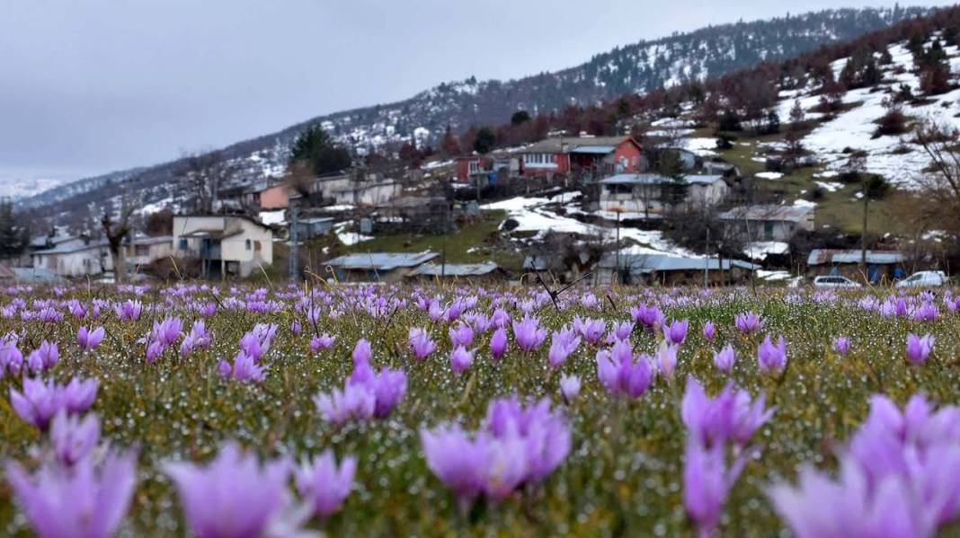 Konya’da Torosların eteklerinde çiğdemler açtı! 4
