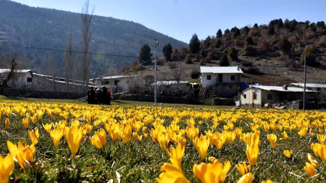 Konya’da Torosların eteklerinde çiğdemler açtı! 3