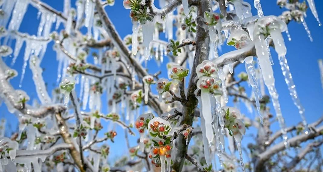 Konya Ovası'nı don korkusu sardı! Uzman isim yürekleri ferahlattı 2