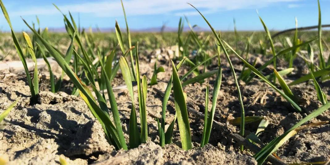Konya Ovası'nı don korkusu sardı! Uzman isim yürekleri ferahlattı 5