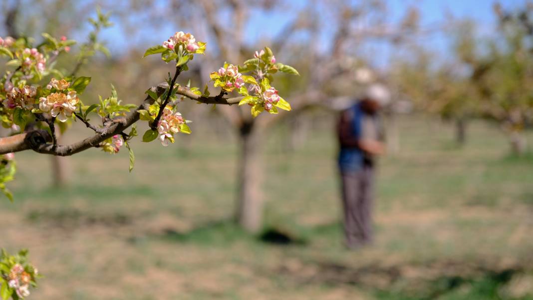 Konya Ovası'nı don korkusu sardı! Uzman isim yürekleri ferahlattı 1