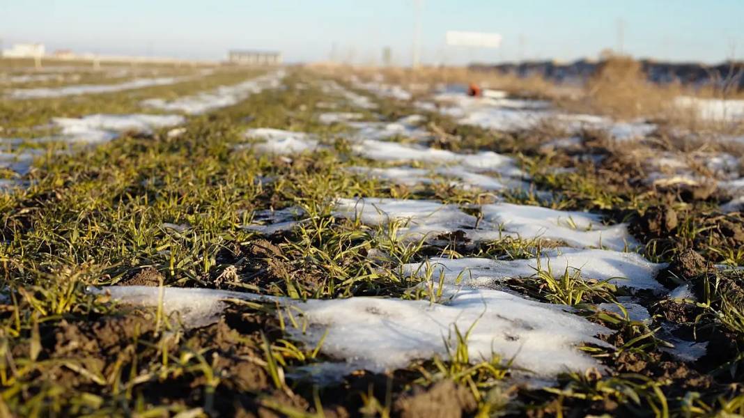Konya Ovası'nı don korkusu sardı! Uzman isim yürekleri ferahlattı 6
