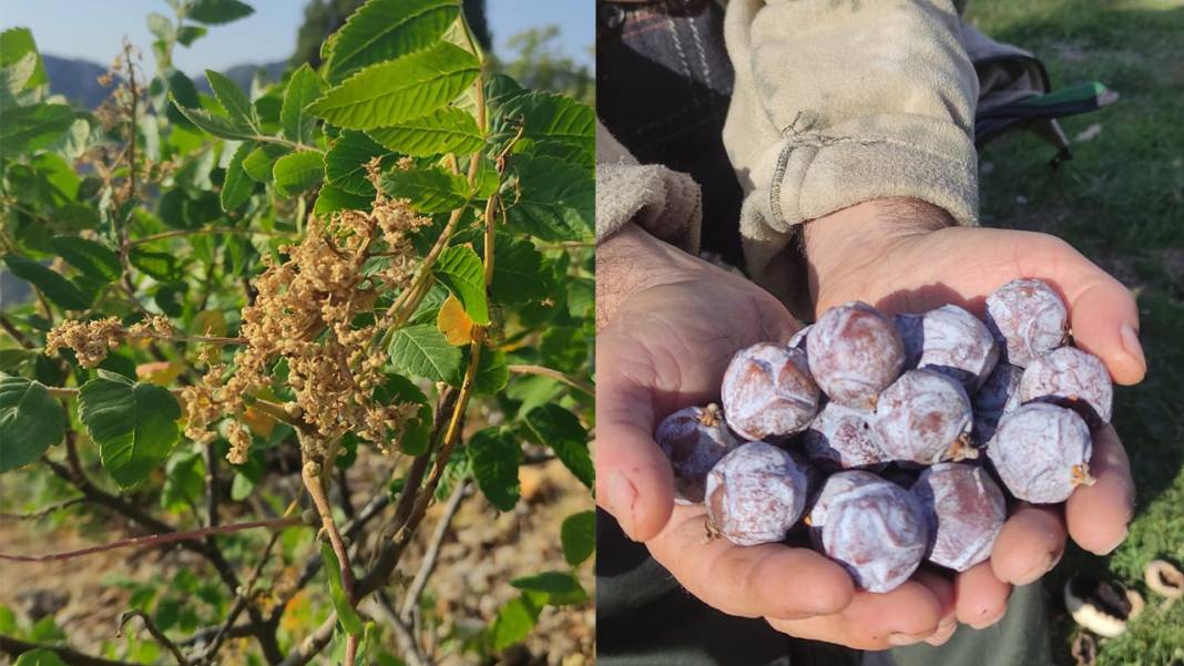 Konya’nın dağlarından topluyor, kaynatınca şifa oluyor 4