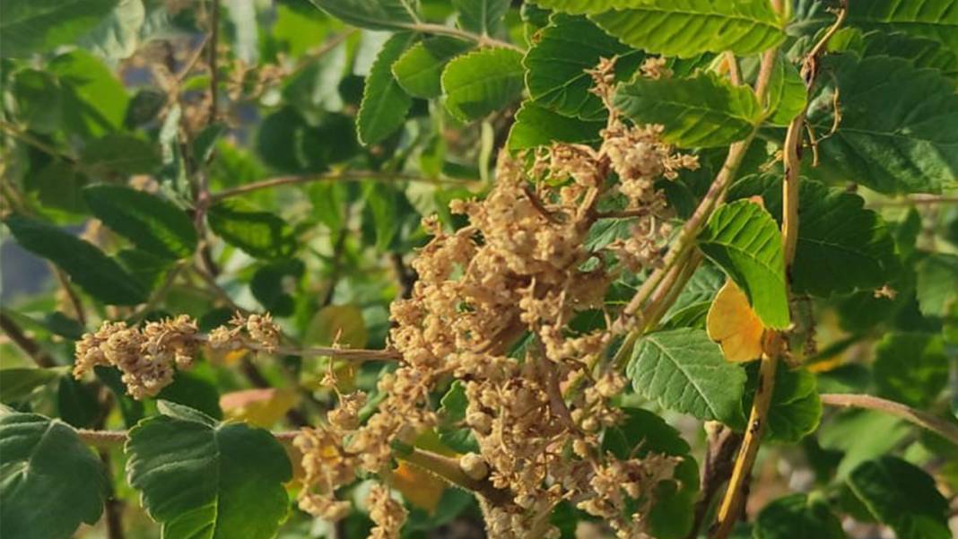 Konya’nın dağlarından topluyor, kaynatınca şifa oluyor 5