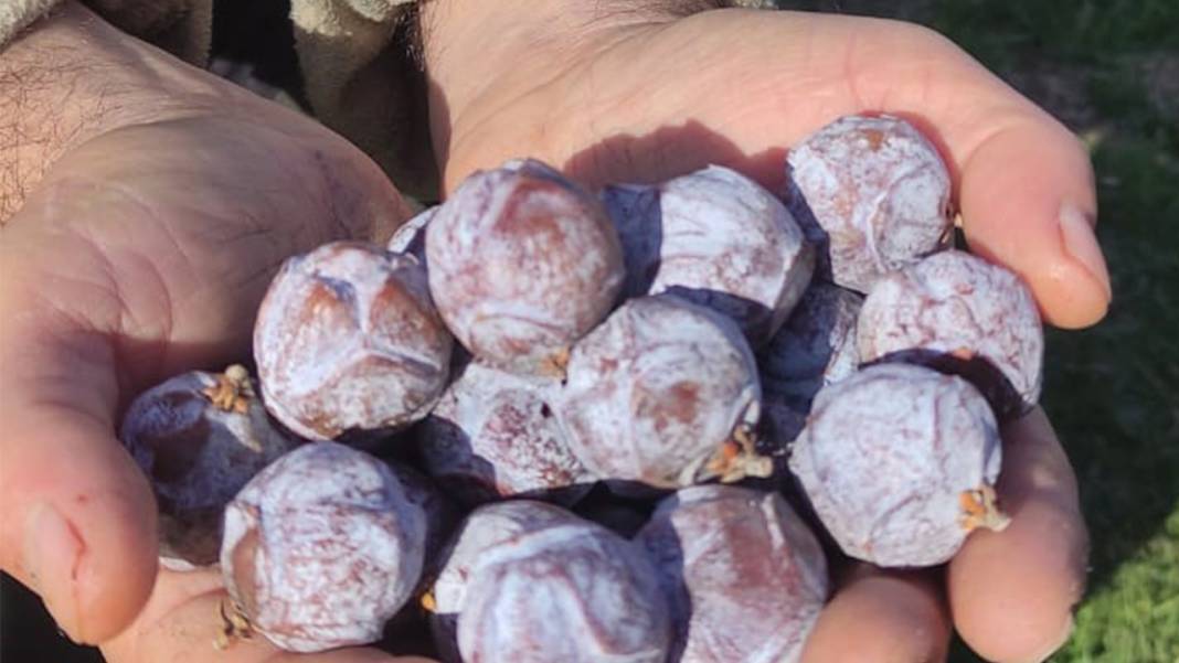 Konya’nın dağlarından topluyor, kaynatınca şifa oluyor 6