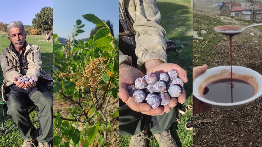 Konya’nın dağlarından topluyor, kaynatınca şifa oluyor 2