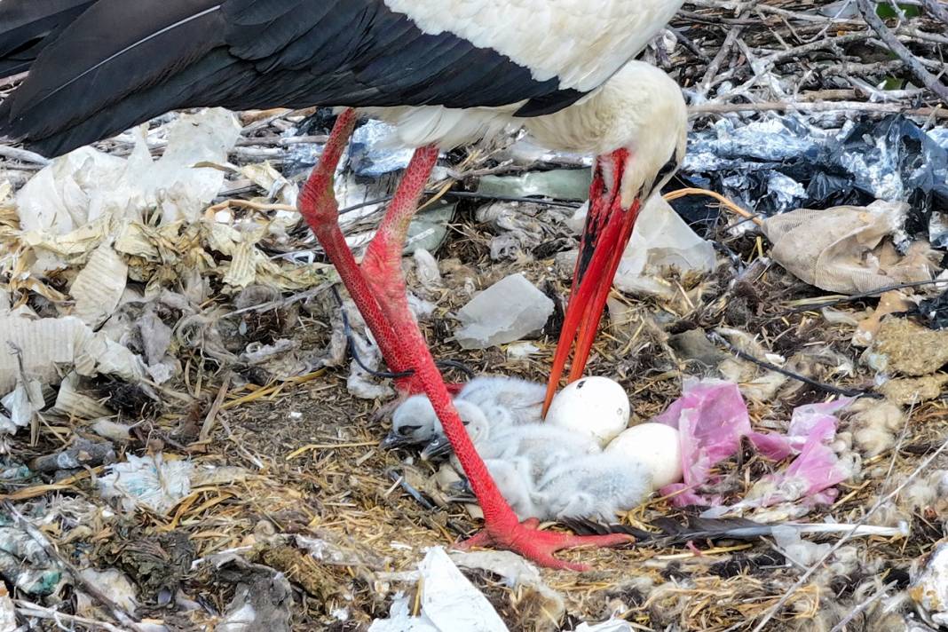 Altı mezarlık üstü onlarca yuva! Konya'dan çok ilginç kareler 11