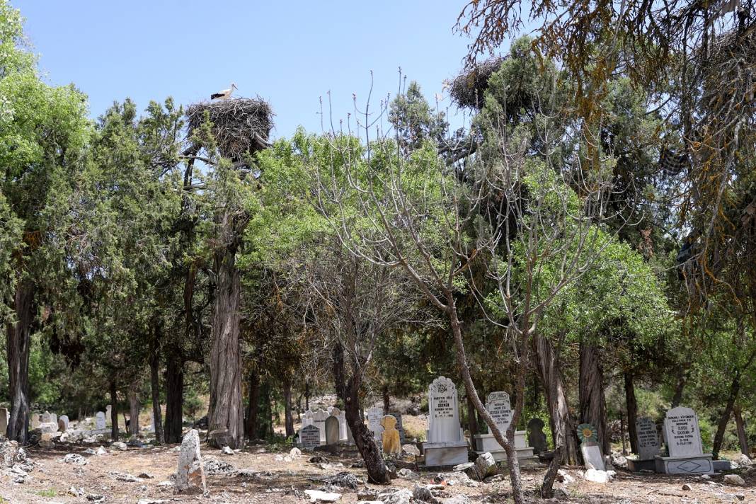 Altı mezarlık üstü onlarca yuva! Konya'dan çok ilginç kareler 3