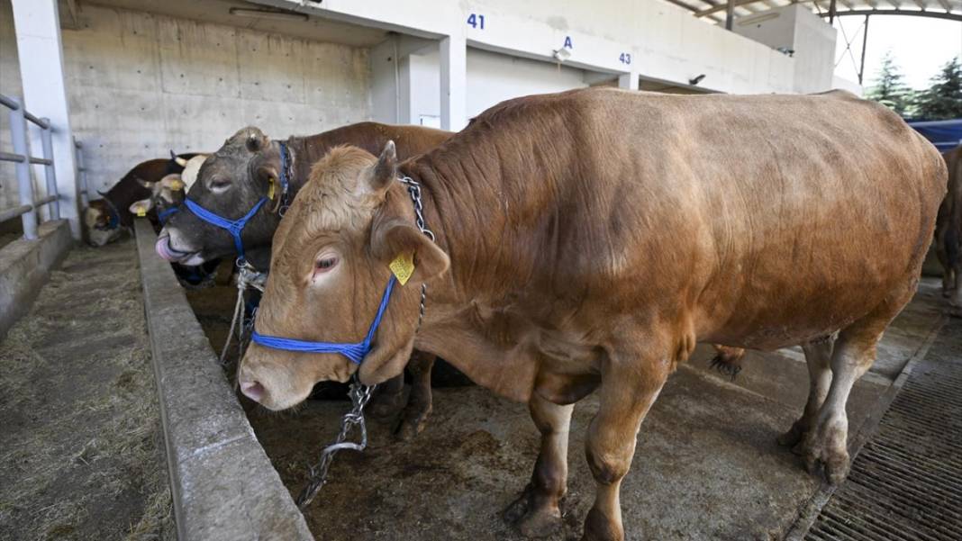 Kurban kestirmek isteyenler dikkat! Vekâlet işte böyle veriliyor 1