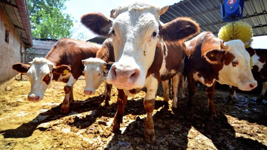 Kurban Bayramı’nda Konya’da nereye gidilir? İşte tarih, doğa ve kültür dolu 50 rota... 2