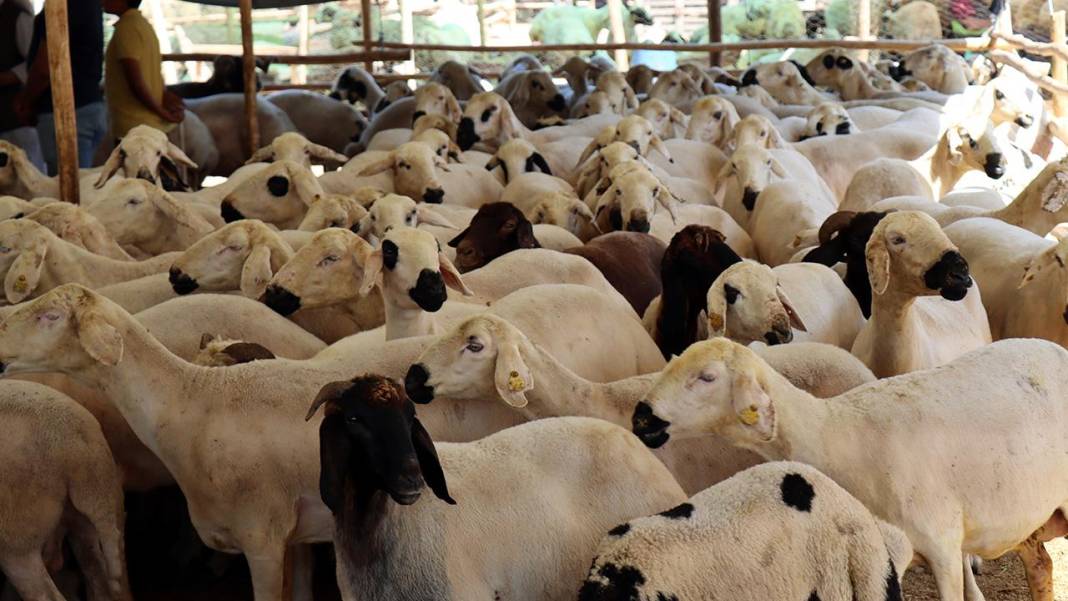 Konya’da bayram namazı saati belli oldu! İşte 2026 Kurban Bayramı vakti 6