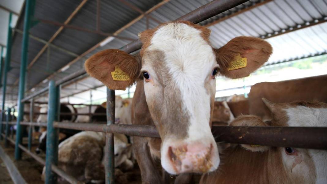 Kurban kestirmek isteyenler dikkat! Vekâlet işte böyle veriliyor 4