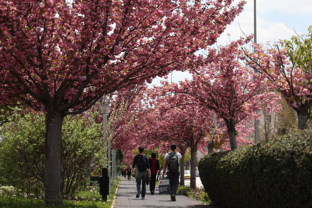 Sakuraları gören Japonya sanıyor: Burası Konya 2
