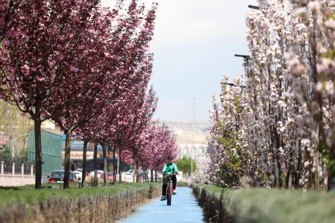 Sakuraları gören Japonya sanıyor: Burası Konya 4