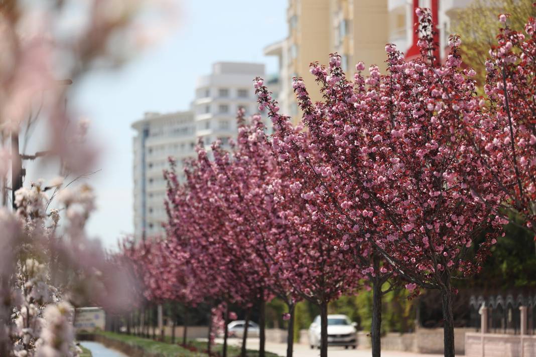 Sakuraları gören Japonya sanıyor: Burası Konya 5