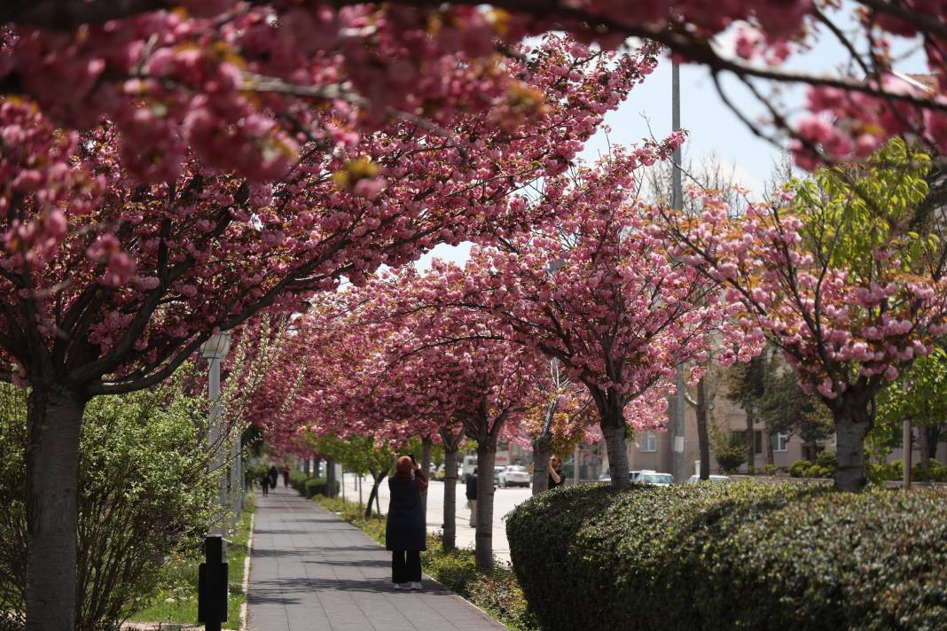 Sakuraları gören Japonya sanıyor: Burası Konya 1