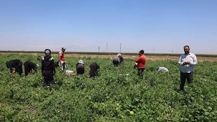 Konya'da ateşin ve güneşin arasında ekmek savaşı! 9
