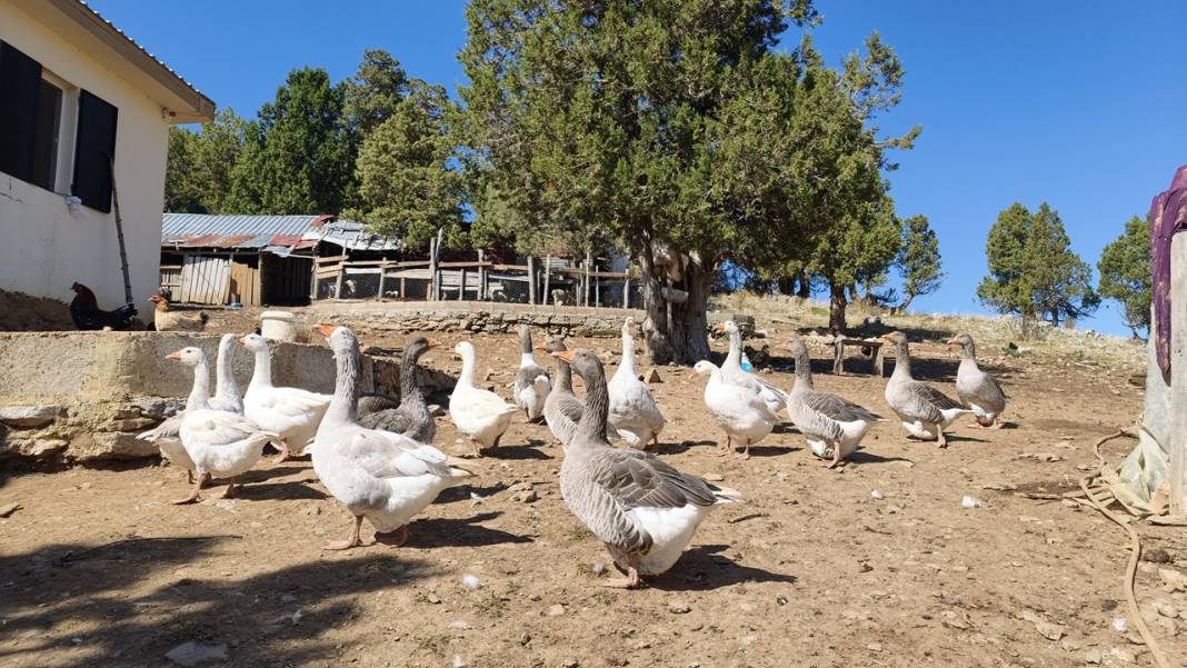 Toroslar’da kaynıyor: Keçiboynuzu pekmezi ve Bozkır tahini şifa için buluşuyor 2