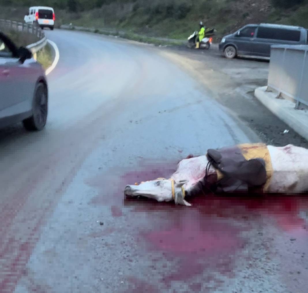 Korkunç kazada inanılmaz olay! Atın kopan bacağı araca saplandı 3