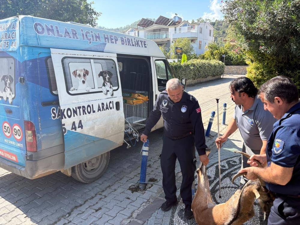 Nesli tükenme tehlikesi altındaydı! Kemer’de yaralı halde bulundu 5