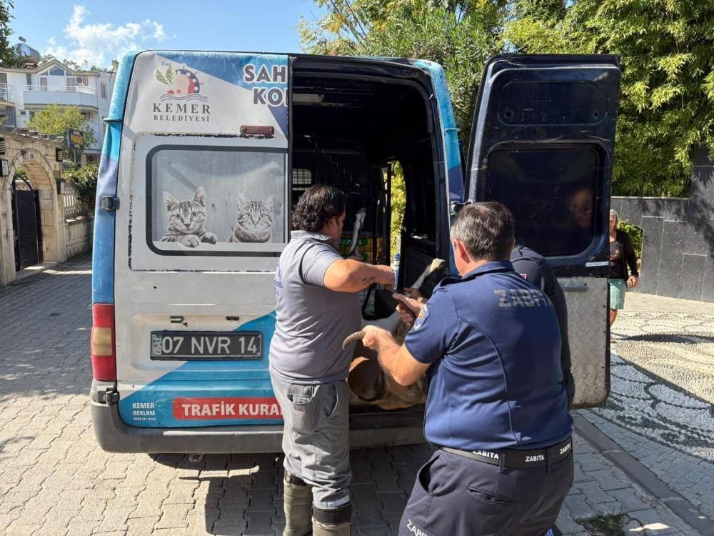 Nesli tükenme tehlikesi altındaydı! Kemer’de yaralı halde bulundu 3