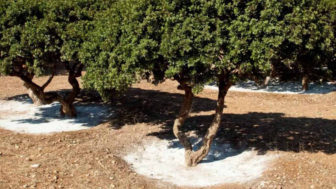 Sakız deyip geçmeyin! İzmir’de üretici kilosunu 50 bin TL’ye satıyor 9