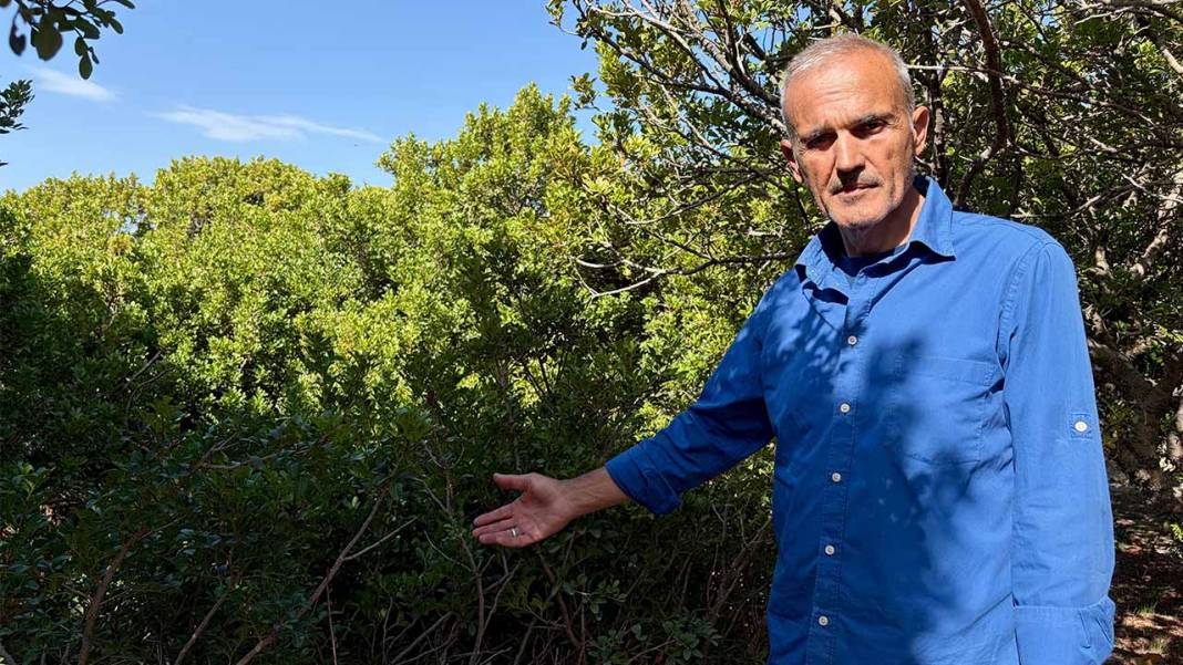 Sakız deyip geçmeyin! İzmir’de üretici kilosunu 50 bin TL’ye satıyor 5