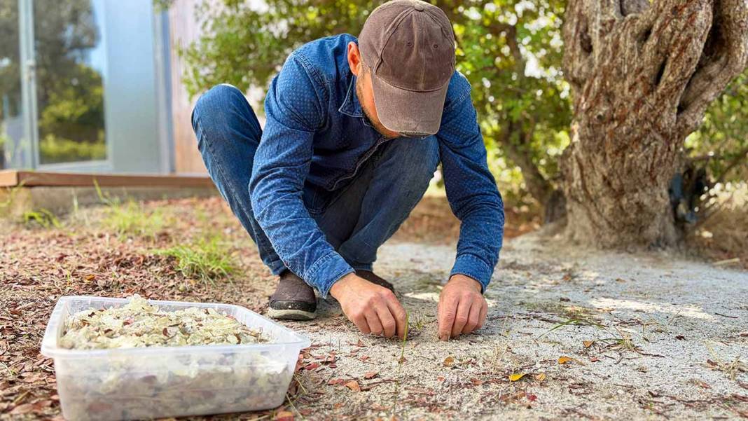 Sakız deyip geçmeyin! İzmir’de üretici kilosunu 50 bin TL’ye satıyor 1