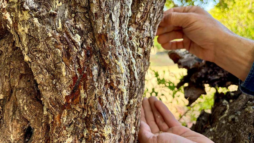 Sakız deyip geçmeyin! İzmir’de üretici kilosunu 50 bin TL’ye satıyor 6