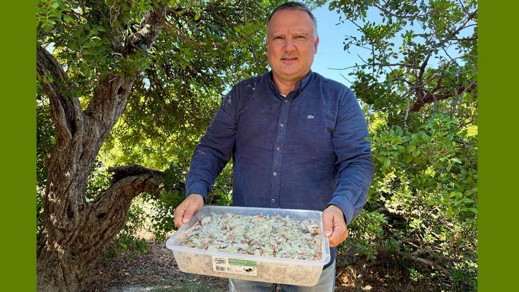 Sakız deyip geçmeyin! İzmir’de üretici kilosunu 50 bin TL’ye satıyor 2