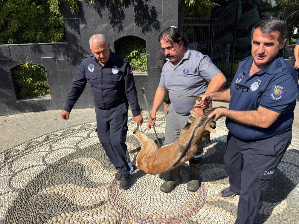 Nesli tükenme tehlikesi altındaydı! Kemer’de yaralı halde bulundu 1