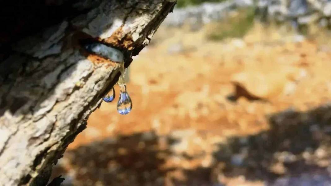 Sakız deyip geçmeyin! İzmir’de üretici kilosunu 50 bin TL’ye satıyor 8
