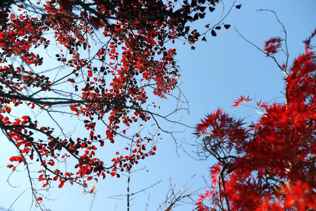 Japon Parkı sonbahar renklerine büründü 5