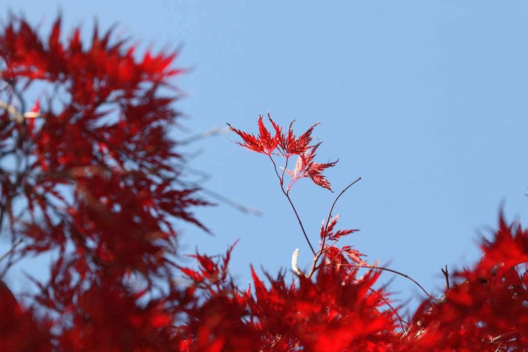 Japon Parkı sonbahar renklerine büründü 6