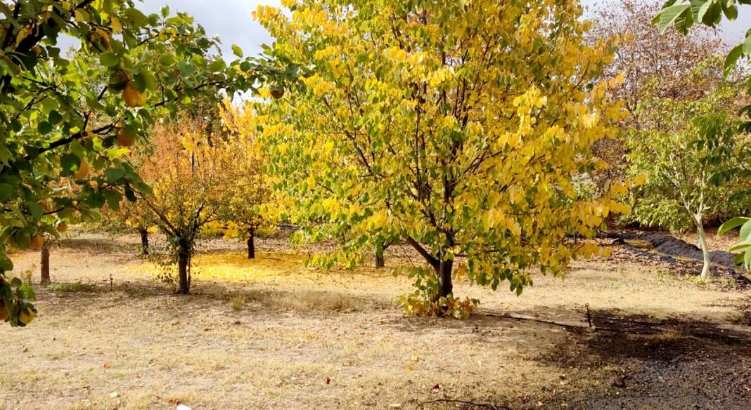 Kırşehir'de park ve bahçelerde sonbahar güzelliği yaşanıyor 8