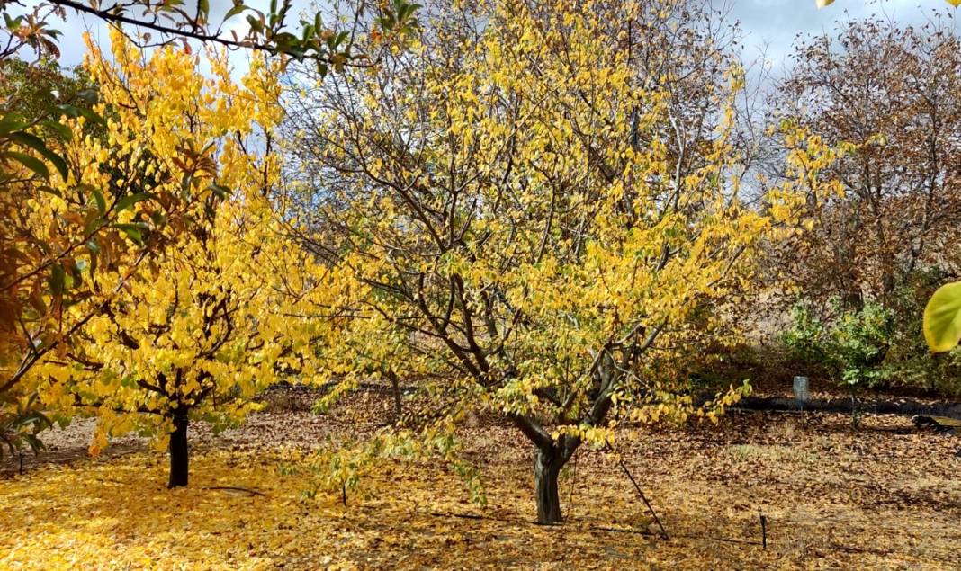 Kırşehir'de park ve bahçelerde sonbahar güzelliği yaşanıyor 9