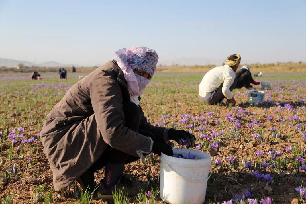 İran'da kuraklık nedeniyle "kızıl altın" safranın çiçekleri açmadı 1