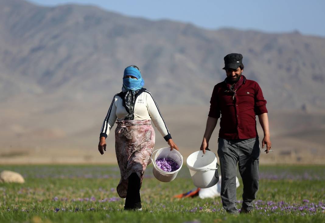 İran'da kuraklık nedeniyle "kızıl altın" safranın çiçekleri açmadı 10