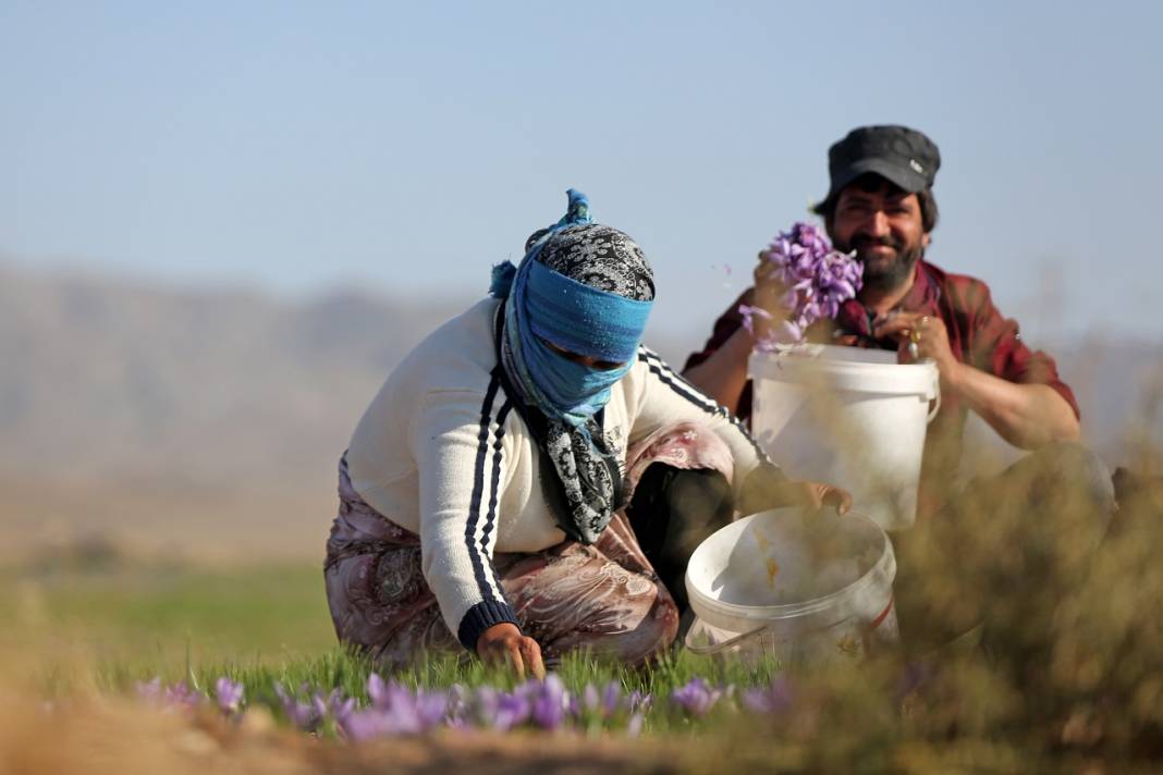 İran'da kuraklık nedeniyle "kızıl altın" safranın çiçekleri açmadı 11