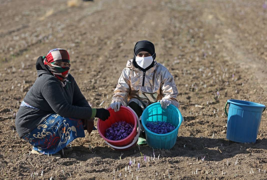 İran'da kuraklık nedeniyle "kızıl altın" safranın çiçekleri açmadı 12