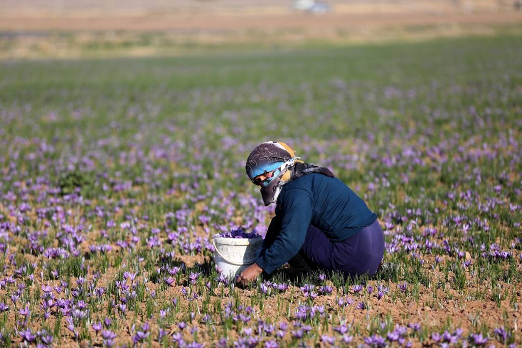 İran'da kuraklık nedeniyle "kızıl altın" safranın çiçekleri açmadı 2