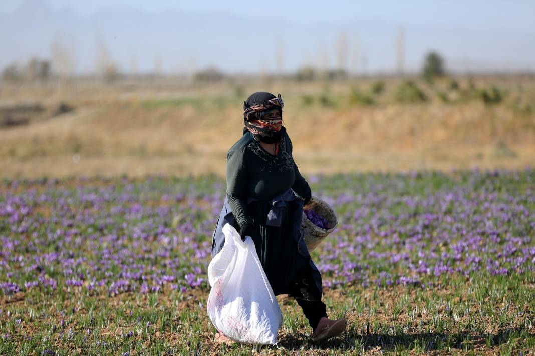 İran'da kuraklık nedeniyle "kızıl altın" safranın çiçekleri açmadı 3