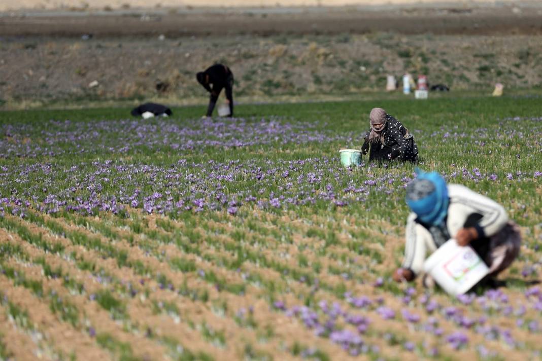 İran'da kuraklık nedeniyle "kızıl altın" safranın çiçekleri açmadı 7