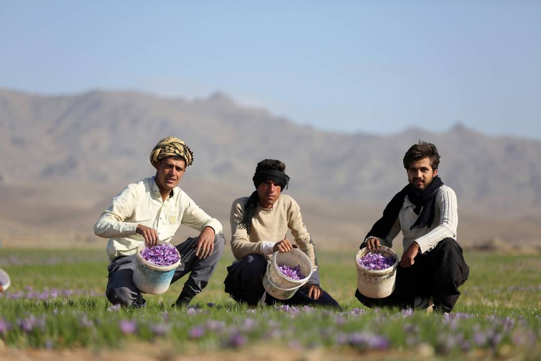 İran'da kuraklık nedeniyle "kızıl altın" safranın çiçekleri açmadı 9