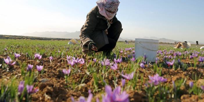 İran'da kuraklık nedeniyle "kızıl altın" safranın çiçekleri açmadı